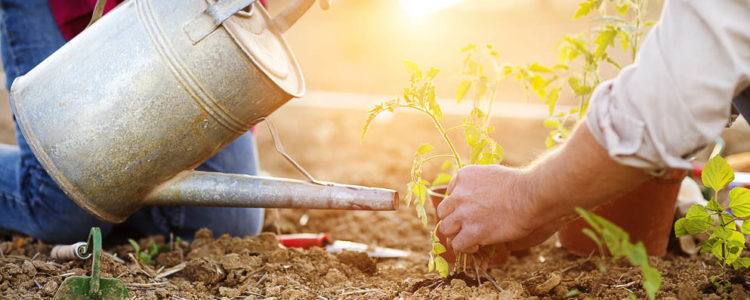 Senior couple planting seedlings of tomato in their garden