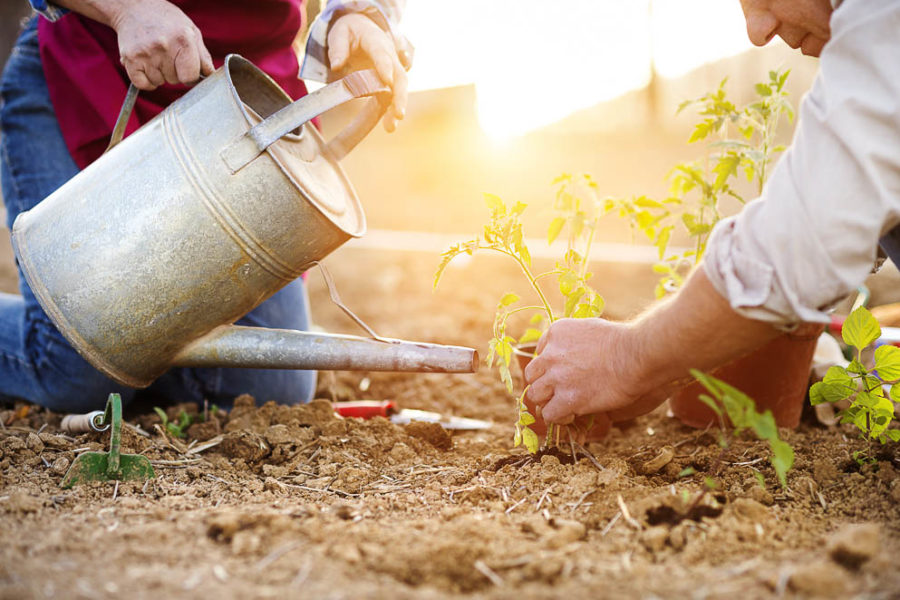 Senior couple planting seedlings of tomato in their garden